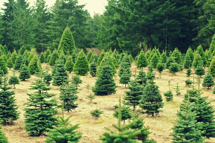 christmas trees growing at a christmas tree farm